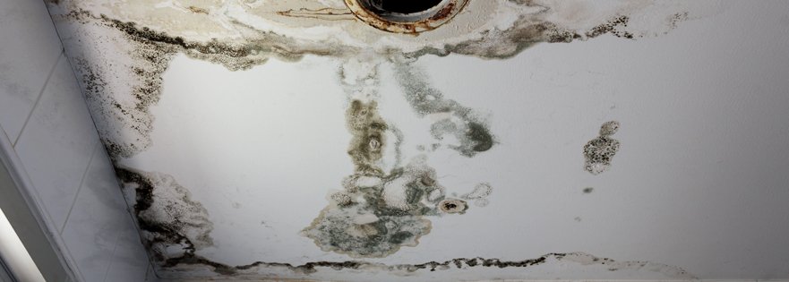 Mold Damage Restoration In Colorado Springs Will Retun A Building To Its Original Condition