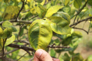 Your Landscaping is in Good Hands with Tree Services in Fayetteville, GA