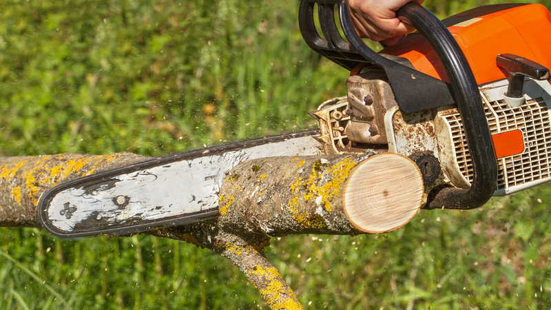 The Importance of Professional Tree Removal Services for Maintaining Safety and Aesthetics