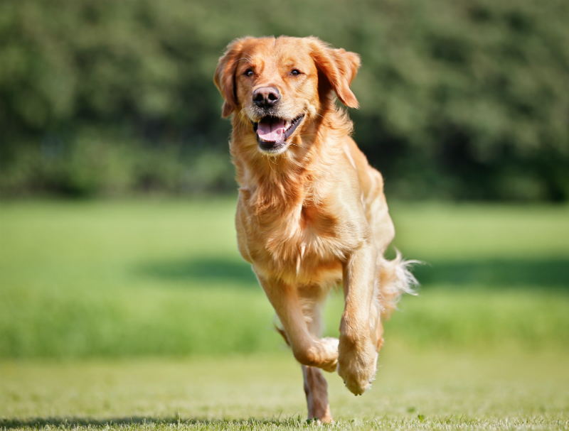 Potential Benefits Of Hiring A Dog Trainer In Cabot, AR