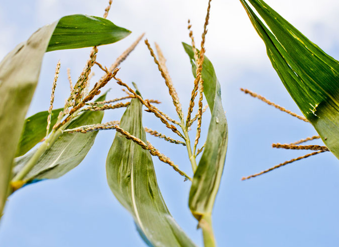 Biggest Benefits of Agricultural Service in Lebanon, IN