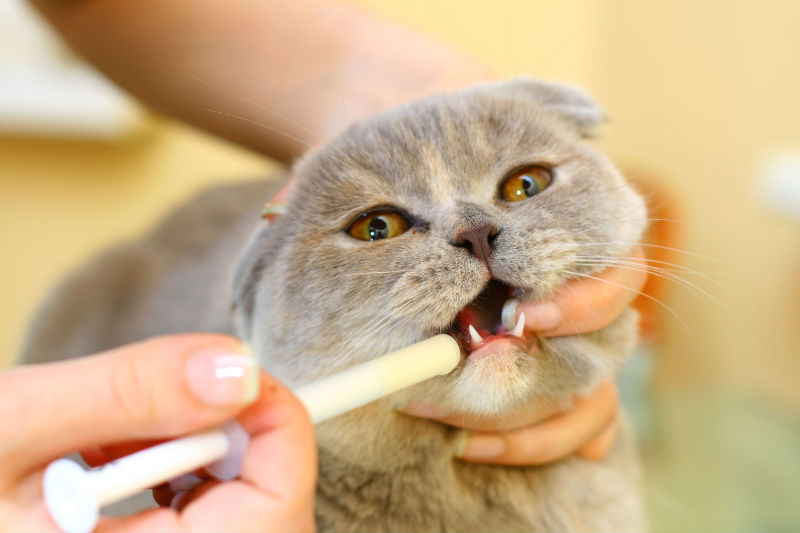 Tips and Tricks for Keeping Your Cat’s Teeth in Tip-Top Shape