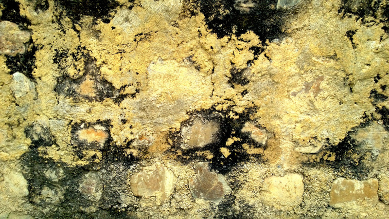 Getting Mold Remediation in San Antonio