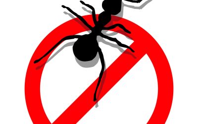 What Can Pest Control in Temecula, CA Offer?