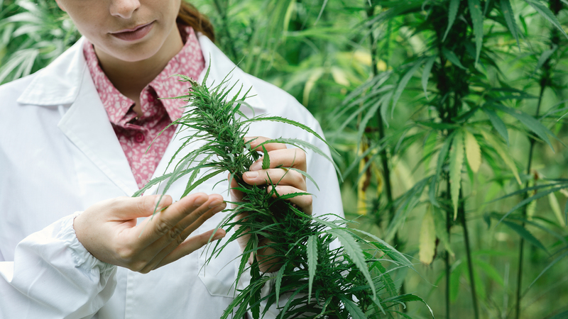 Medical Marijuana Cookies in Oxford, MS Starts With a Quality Dispensary