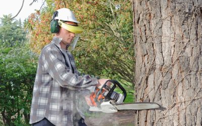 Why Is Stump Grinding an Essential Tree Removal Service in Omaha, NE?