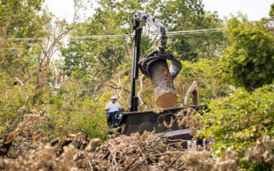 Maximize Your Tree Health and Property Value with Professional Tree Trimming in Smyrna, GA