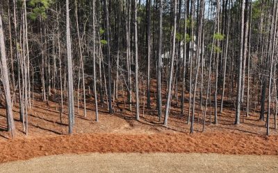 Hire Local Professionals to Take Care of Pine Straw Installation in Tyrone, GA